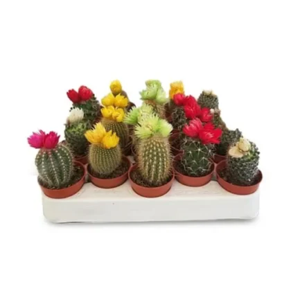 Decorated Cactus Mix Color 1 Piece