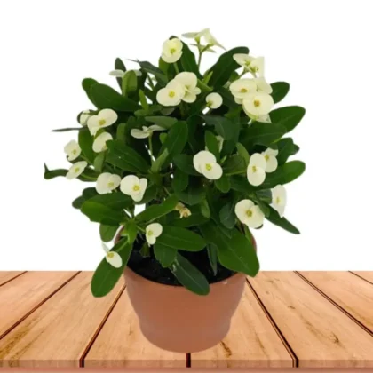 Euphorbia milii white Bushy