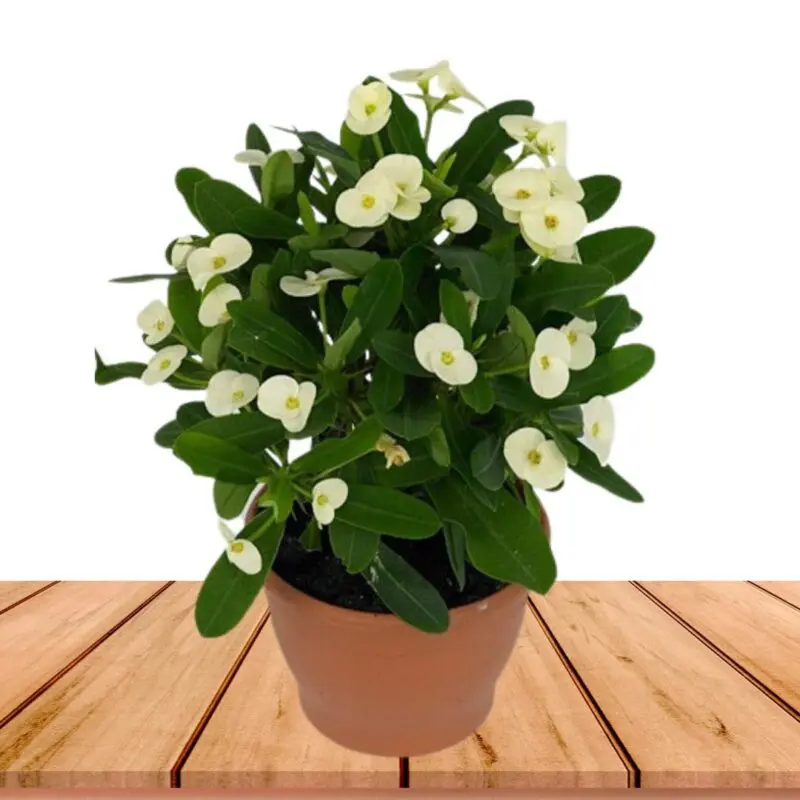 Euphorbia milii white Bushy