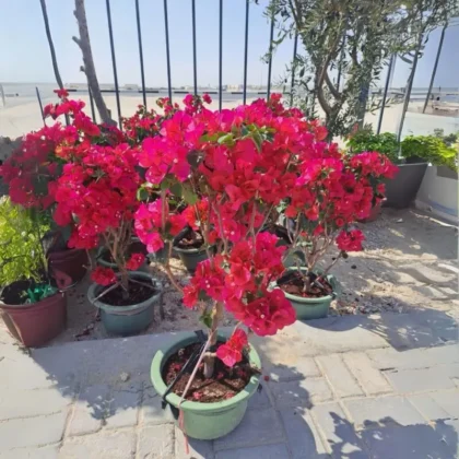 Bougainvillea Chilli Red