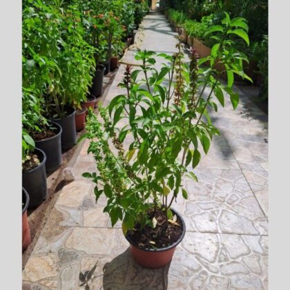 Holy Basil Tulasi – Ocimum Tenuiflorum