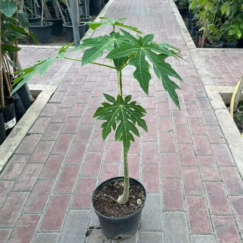Papaya Trees - Image 2