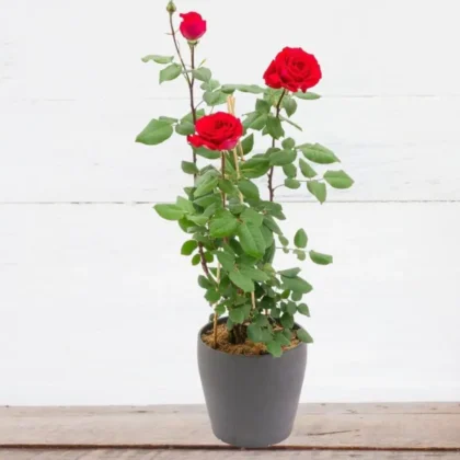 Rose (Red) – Plant