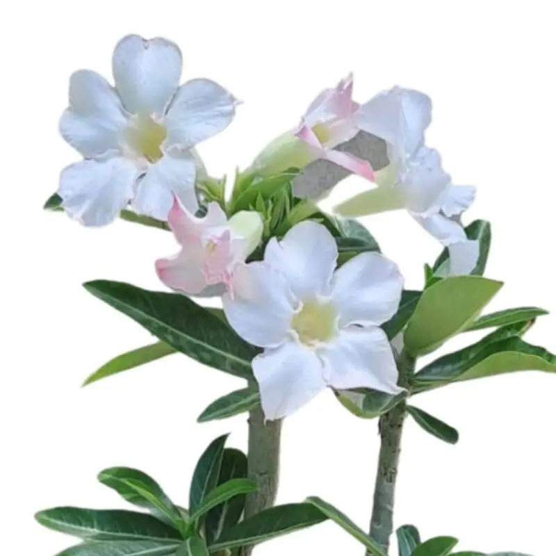 Adenium Plant-Desert Rose (White) - Image 2