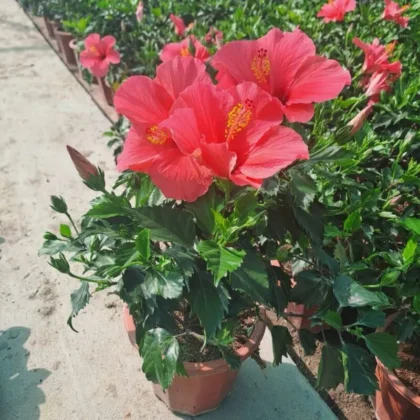 Hibiscus Syriacus – Rose(Mature Bushy)