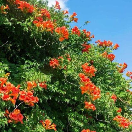Tecoma Capensis