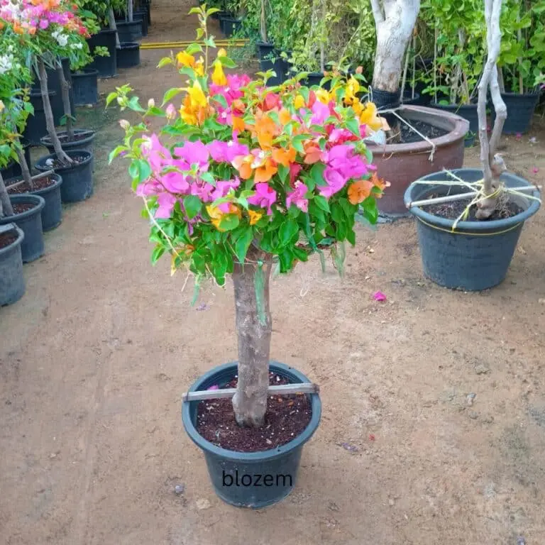 Multi-Color Bougainvillea Umbrella