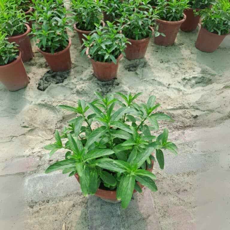 Habak Desert Mint – (Mentha longifolia)