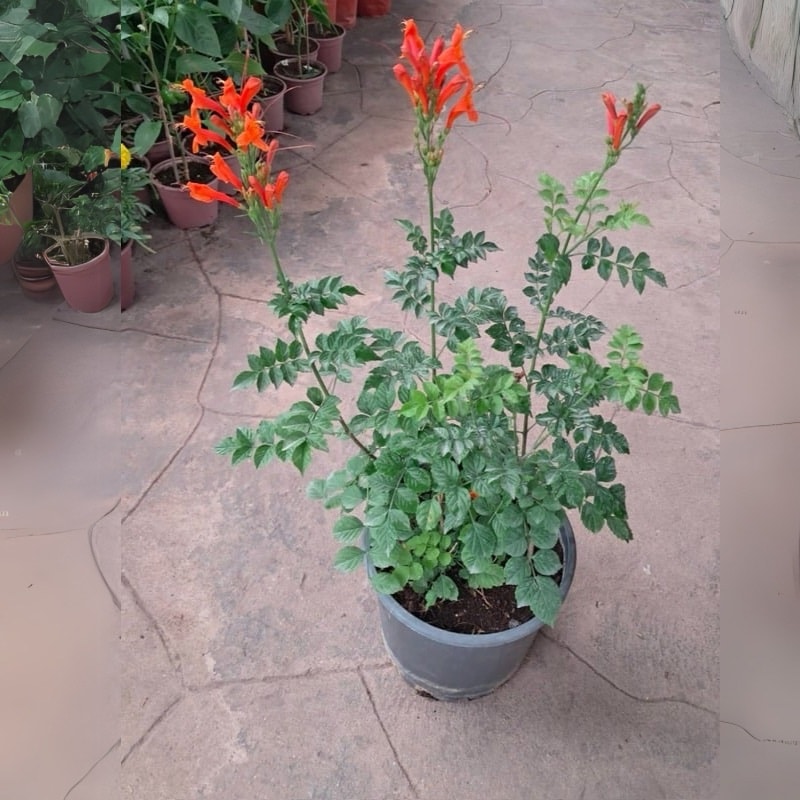 Tecoma Capensis - Image 3
