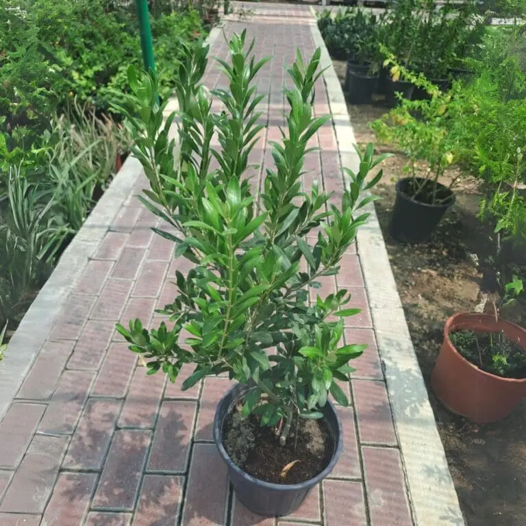 Olive Trees ( medium) - Image 2