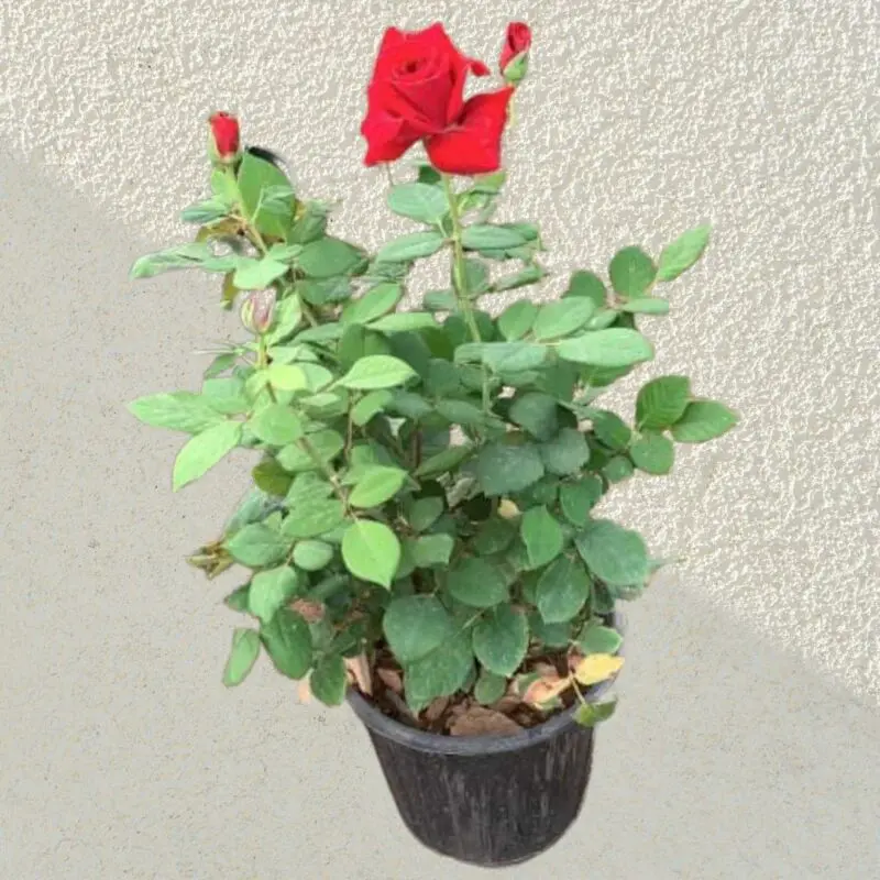 Rose (Red) – Plant - Image 3