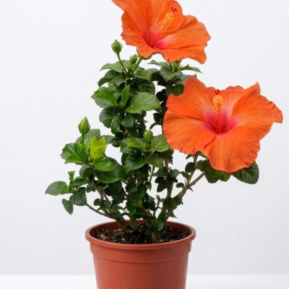 Hibiscus rosa small