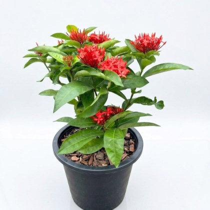 Ixora coccinea big