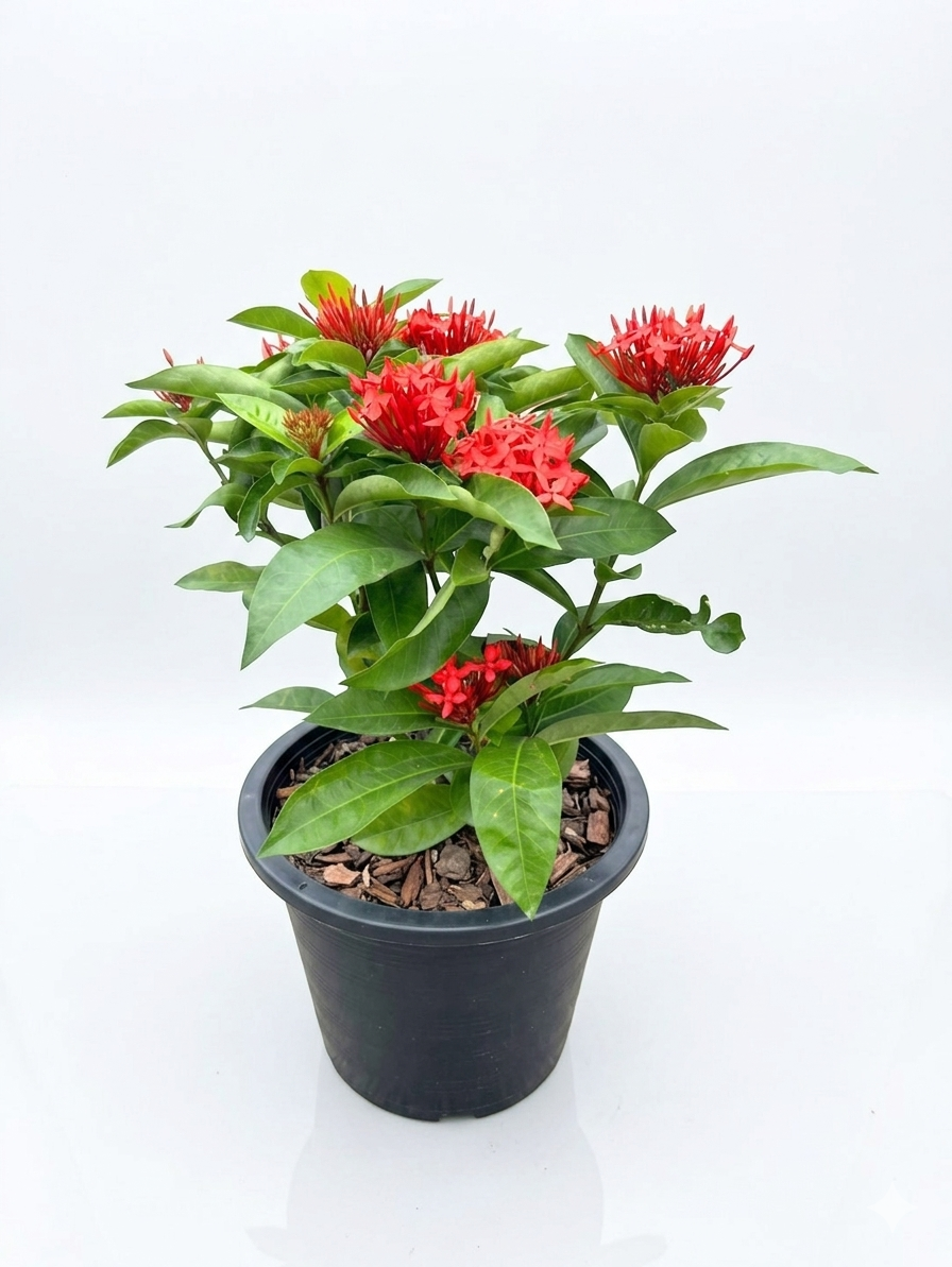 Ixora coccinea big