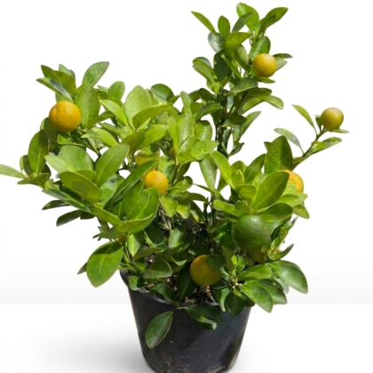 Calamansi small