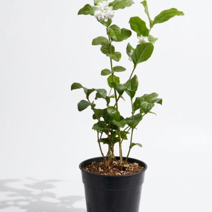 Jasminum sambac