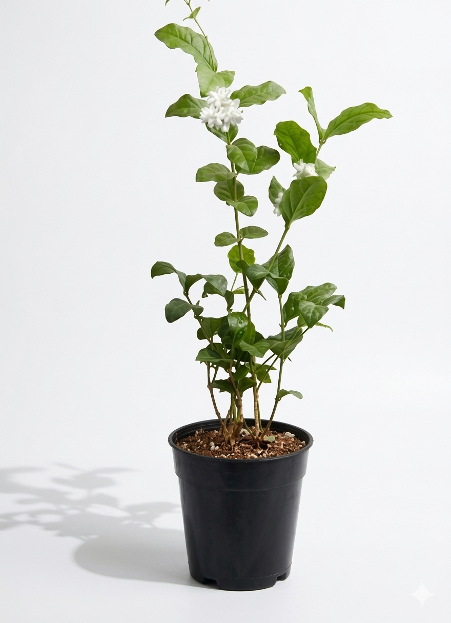 Jasminum sambac