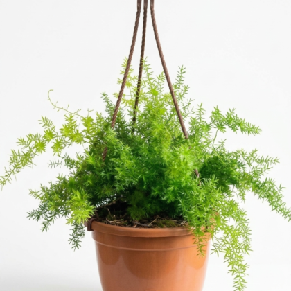 Asparagus Fern hanging