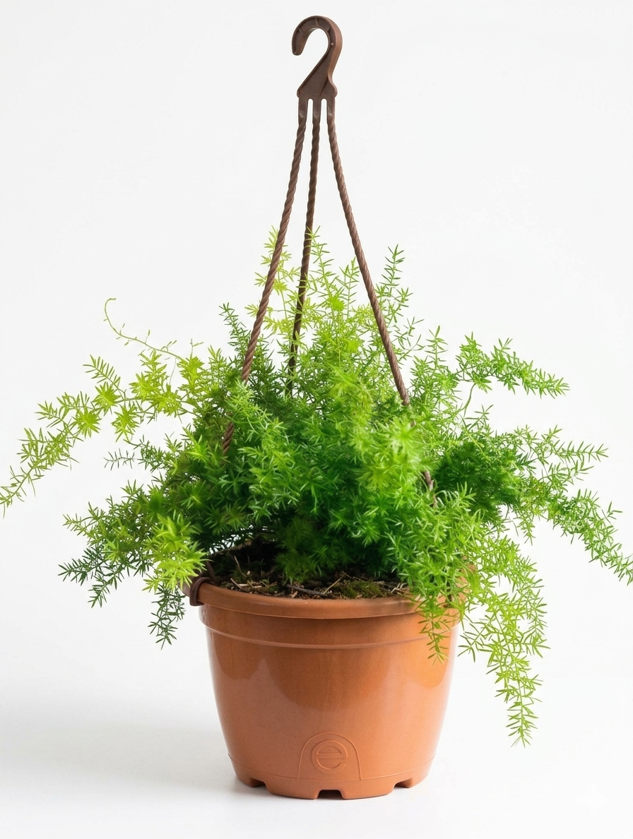 Asparagus Fern hanging
