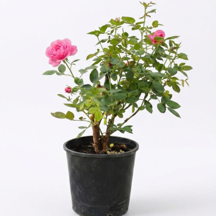 Medium rose