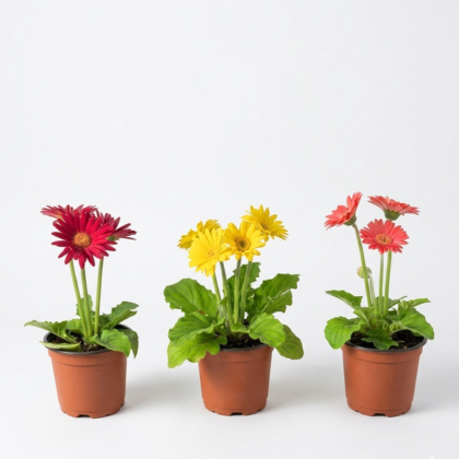 Gerbera Daisy 1 piece