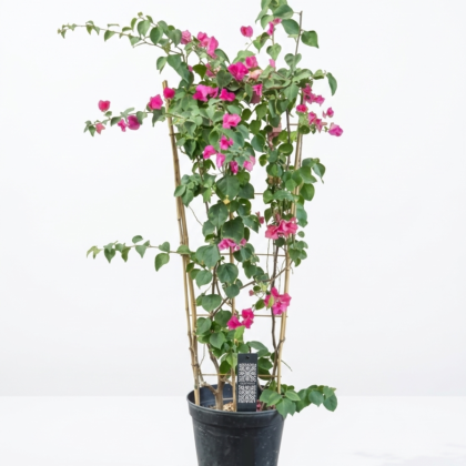 Bougainvillea 1 metre