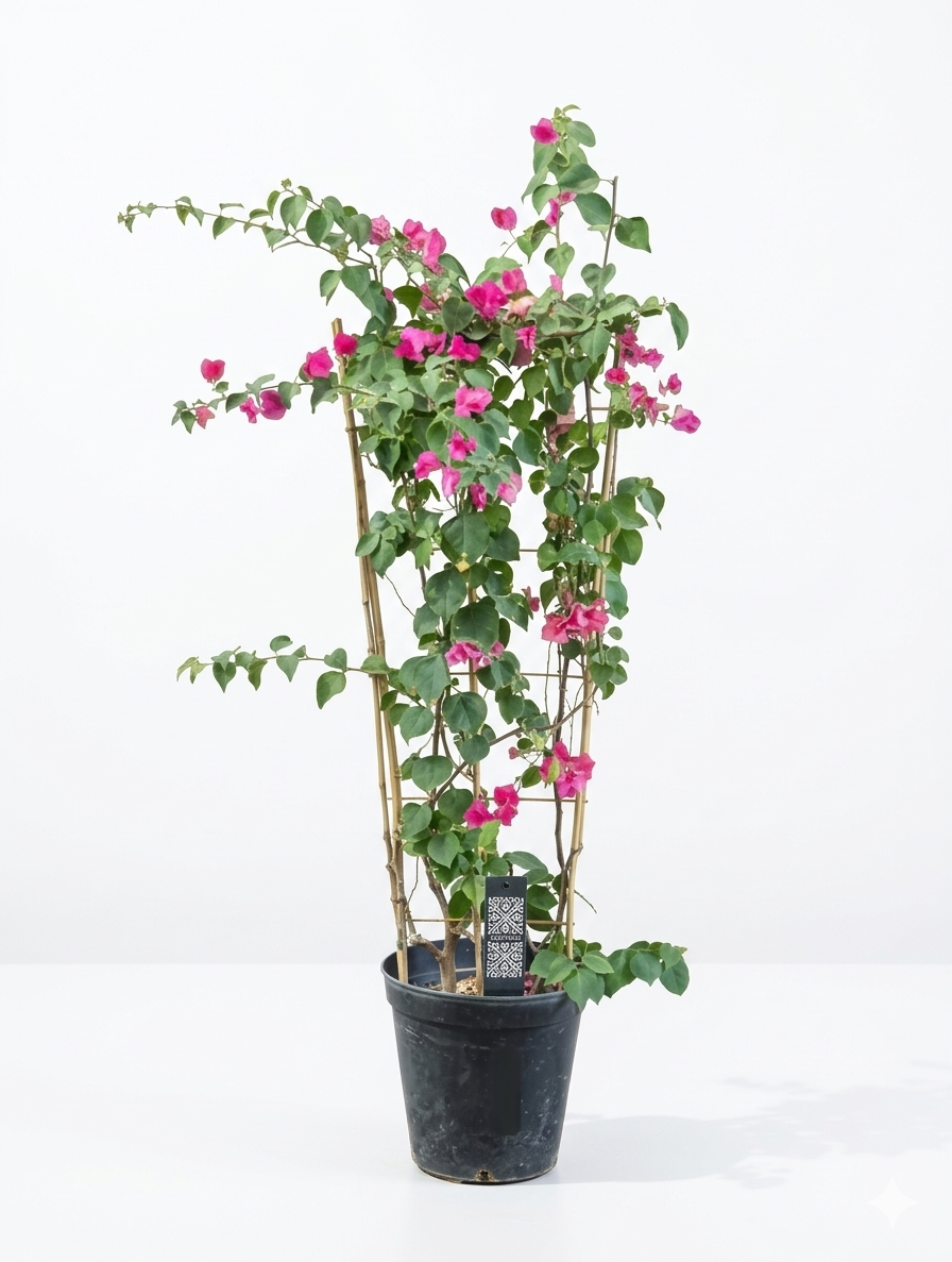 Bougainvillea 1 metre