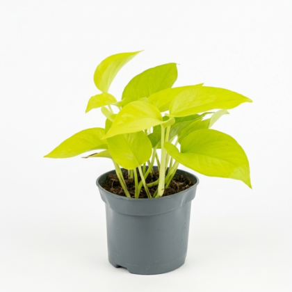 Money plant