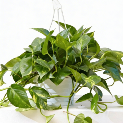 Money plant Hanging