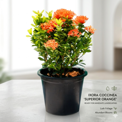 Ixora Mini Dwarf Orange Plant