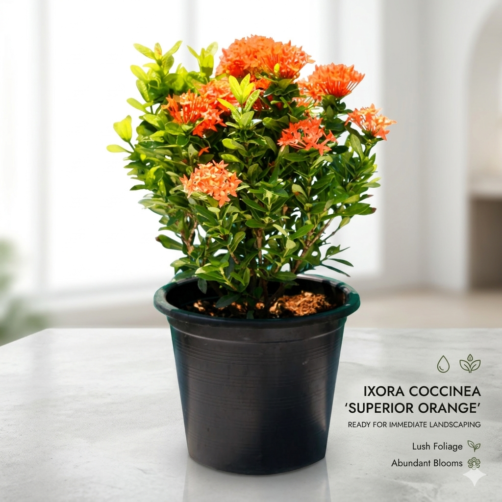 Ixora Mini Dwarf Orange Plant