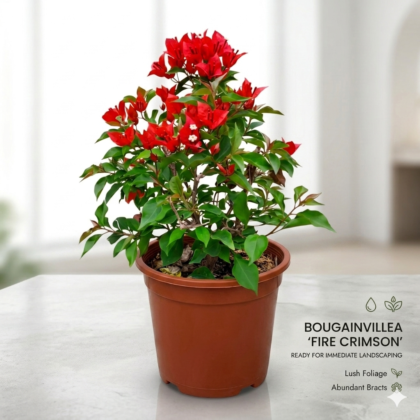Bougainvillea Red