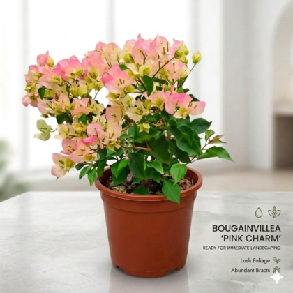 Bougainvillea Pink & White