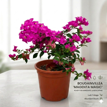 Bougainvillea pink