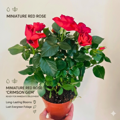 Rose red gemengd