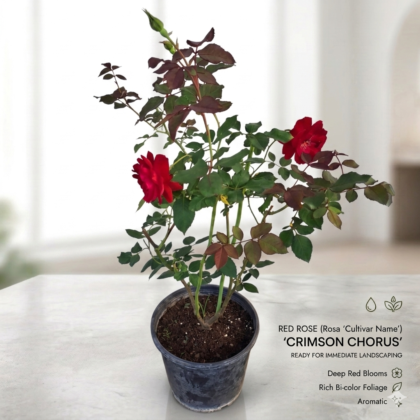 Rose Ruby – Red