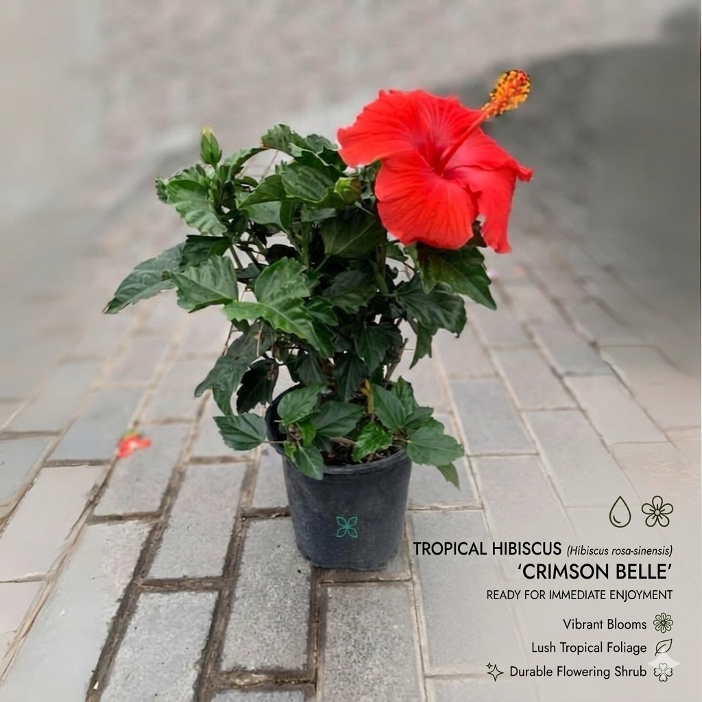 Hibiscus Red