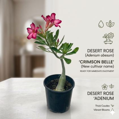 Adenium Plant-Desert Rose