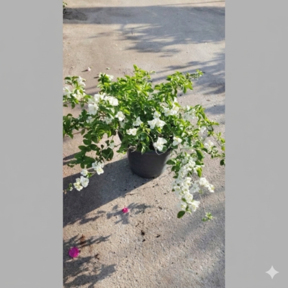 Bougainvillea White Bushy
