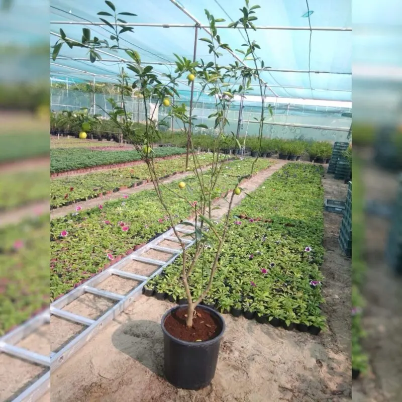 Pakistani Lemon Tree – Mature / Big Size - Image 2