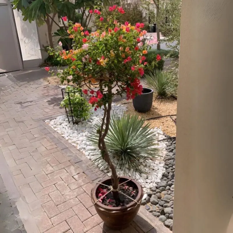 Bougainvillea Multi-Color Umbrella Big size - Image 3