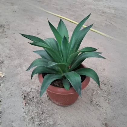 Agave americana – Century Plant