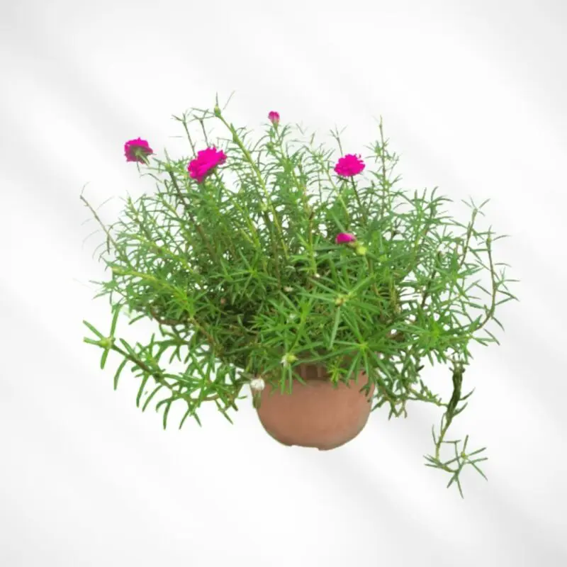 Portulaca Grandiflora Hanging Bushy Rose Moss - Image 2