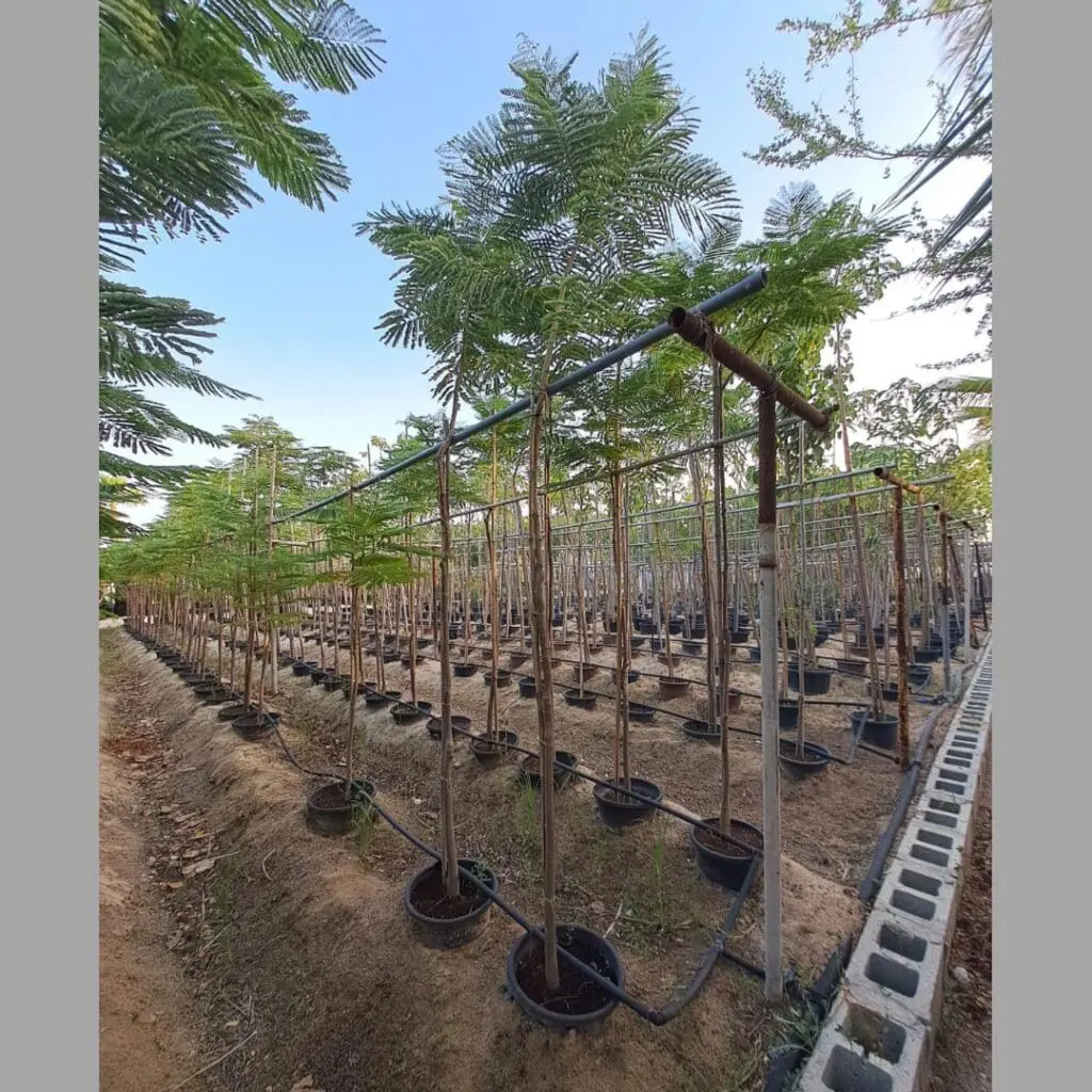 Royal Poinciana Tree - Image 4