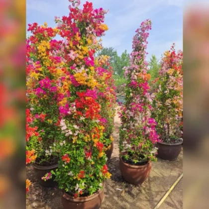 Bougainvillea Multi-Color Tower – Luxury Specimen Introduce a breathtaking pillar of vibrant color to your landscape with our exclusive Bougainvillea Multi-Color Tower. Professionally crafted by expert horticulturists, this spectacular masterwork features multiple premium varieties seamlessly grown together into a singular, high-impact vertical column.  By blending shades of brilliant pink, soft blush, golden yellow, fiery orange, and deep red on a single structural frame, this tower delivers an instant, resort-style transformation. It offers a dramatic explosion of continuous color that elevates high-end estates, grand entranceways, and luxury patios.  Key Features & Design Prestige Spectacular Multi-Color Display: A masterpiece of horticultural design, offering a simultaneous blend of pink, yellow, orange, and red blooms on one majestic plant.  Architectural Verticality: Expertly trained into a dense, upright tower form, making it a perfect structural element to frame doorways, accent bare walls, or add height to garden borders.  Instant Resort-Style Luxury: Delivers immediate visual impact, creating a vibrant, Mediterranean or tropical luxury resort ambiance from day one.  Exceptional Heat & Sun Tolerance: Thrives under intense, direct sunlight and stands up beautifully to high summer temperatures without losing its color intensity.  Pre-Grown Statement Pieces: Saves years of training and pruning; these robust specimens are delivered fully formed, heavily branched, and ready to stand out.