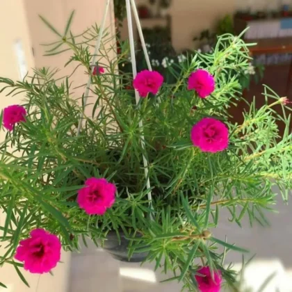 Portulaca Grandiflora Hanging Bushy Rose Moss
