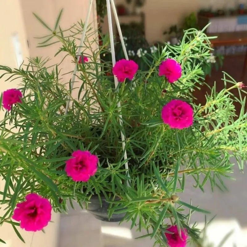 Portulaca Grandiflora Hanging Bushy Rose Moss
