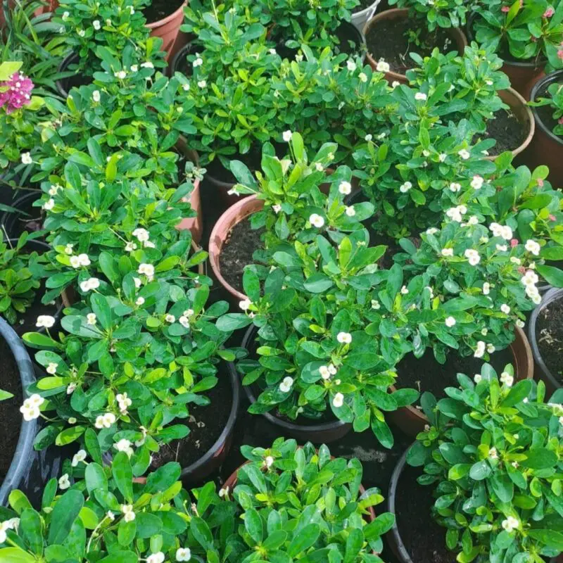 Euphorbia milii white Bushy - Image 2