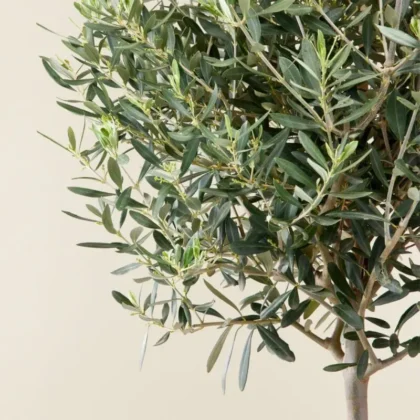 Olive Trees ( medium)