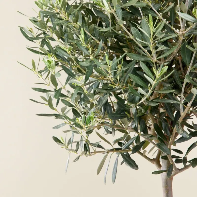 Olive Trees ( medium)